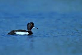 Image result for Aythya fuligula