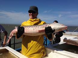 Image result for Acipenser transmontanus