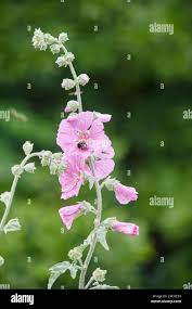 Image result for Malva alcea