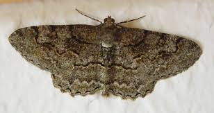 Attēlu rezultāti vaicājumam “Alcis repandata”