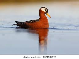 Attēlu rezultāti vaicājumam “Phalaropus fulicarius adult”