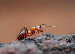 Attēlu rezultāti vaicājumam “Formica rufa”