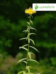 Attēlu rezultāti vaicājumam “Inula salicina flower”