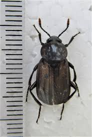 Attēlu rezultāti vaicājumam “Necrodes littoralis”