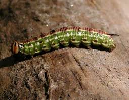Attēlu rezultāti vaicājumam “Sphinx pinastri larva”