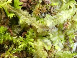 Attēlu rezultāti vaicājumam “Lophocolea bidentata”