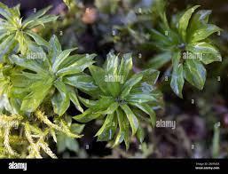 Attēlu rezultāti vaicājumam “Rhodobryum roseum”