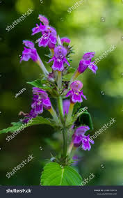 Attēlu rezultāti vaicājumam “Galeopsis bifida flower”