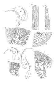 Attēlu rezultāti vaicājumam “Warnstorfia fluitans”