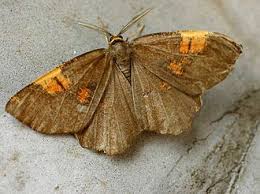 Attēlu rezultāti vaicājumam “Angerona prunaria”