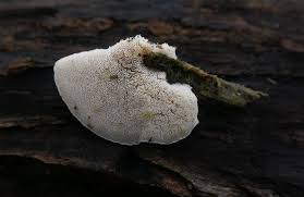 Attēlu rezultāti vaicājumam “Trichia crateriformis stalked”