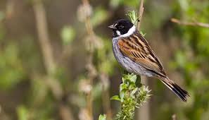 Attēlu rezultāti vaicājumam “Emberiza schoeniclus eggs”