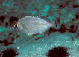 Image result for Spondyliosoma cantharus