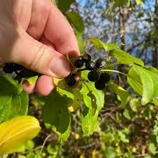 Attēlu rezultāti vaicājumam “Frangula alnus fruit”