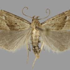 Attēlu rezultāti vaicājumam “Hypenodes humidalis”