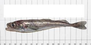 Image result for Boreogadus saida