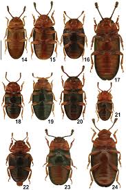 Attēlu rezultāti vaicājumam “Erotylidae”