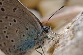 Attēlu rezultāti vaicājumam “Phengaris arion underside”