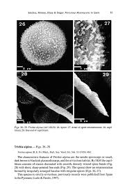 Attēlu rezultāti vaicājumam “Trichia alpina”
