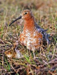 Attēlu rezultāti vaicājumam “Calidris ferruginea”
