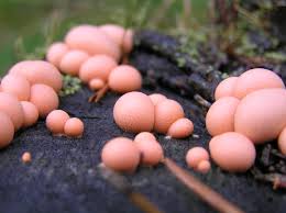 Attēlu rezultāti vaicājumam “Lycogala confusum”