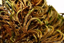 Attēlu rezultāti vaicājumam “Leucodon sciuroides”