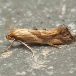 Attēlu rezultāti vaicājumam “Epermenia falciformis”