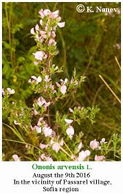 Attēlu rezultāti vaicājumam “Ononis arvensis leaf”