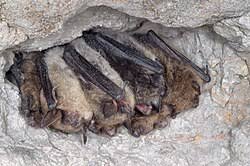 Attēlu rezultāti vaicājumam “Myotis brandtii”