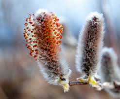 Attēlu rezultāti vaicājumam “Salix lapponum”