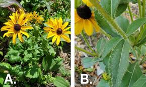 Attēlu rezultāti vaicājumam “Rudbeckia hirta var. hirta leaf”