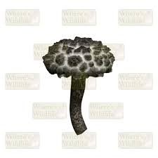 Attēlu rezultāti vaicājumam “Strobilomyces strobilaceus”