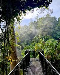 「Mt. Tamborine」的圖片搜尋結果