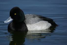 Image result for Aythya affinis