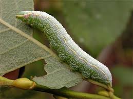 Attēlu rezultāti vaicājumam “Pterostoma palpina larva”