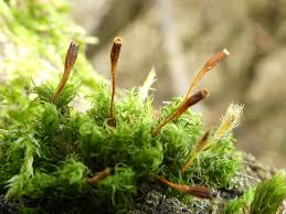 Attēlu rezultāti vaicājumam “Ulota crispa sporophyte”