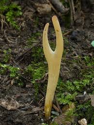 Attēlu rezultāti vaicājumam “Clavaria straminea”