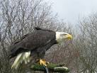 TQ5265 : Alaska the Bald Eagle - via Daymix