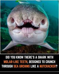 Image result for Heterodontus portusjacksoni