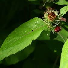 Attēlu rezultāti vaicājumam “Arctium nemorosum”