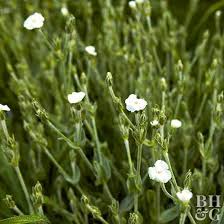 Image result for Lychnis coronaria alba