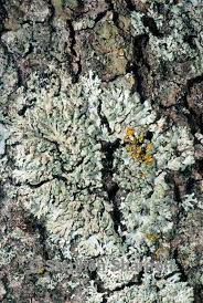 Attēlu rezultāti vaicājumam “Phaeophyscia orbicularis”