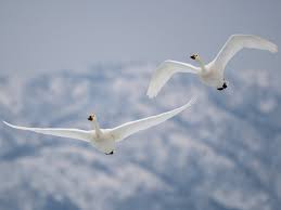 Attēlu rezultāti vaicājumam “Cygnus columbianus adult”