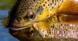 Image result for Dulverton Angling Association