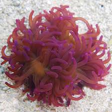 Attēlu rezultāti vaicājumam “Tranzschelia anemones”