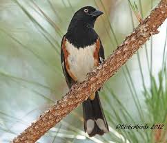 Image result for Pipilo erythrophthalmus