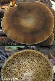 Attēlu rezultāti vaicājumam “Polyporus brumalis”