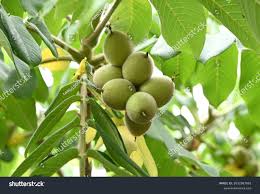 Attēlu rezultāti vaicājumam “Juglans mandshurica”