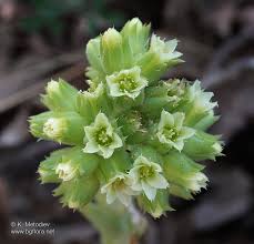 Attēlu rezultāti vaicājumam “Jovibarba globifera flower”