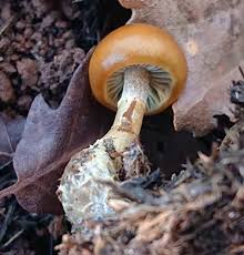 Attēlu rezultāti vaicājumam “Hemitrichia karstenii young”